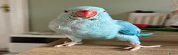 Ringnecks birds for sale: Baby Indian Ringneck Looking for a Forever Home  - Advert 1