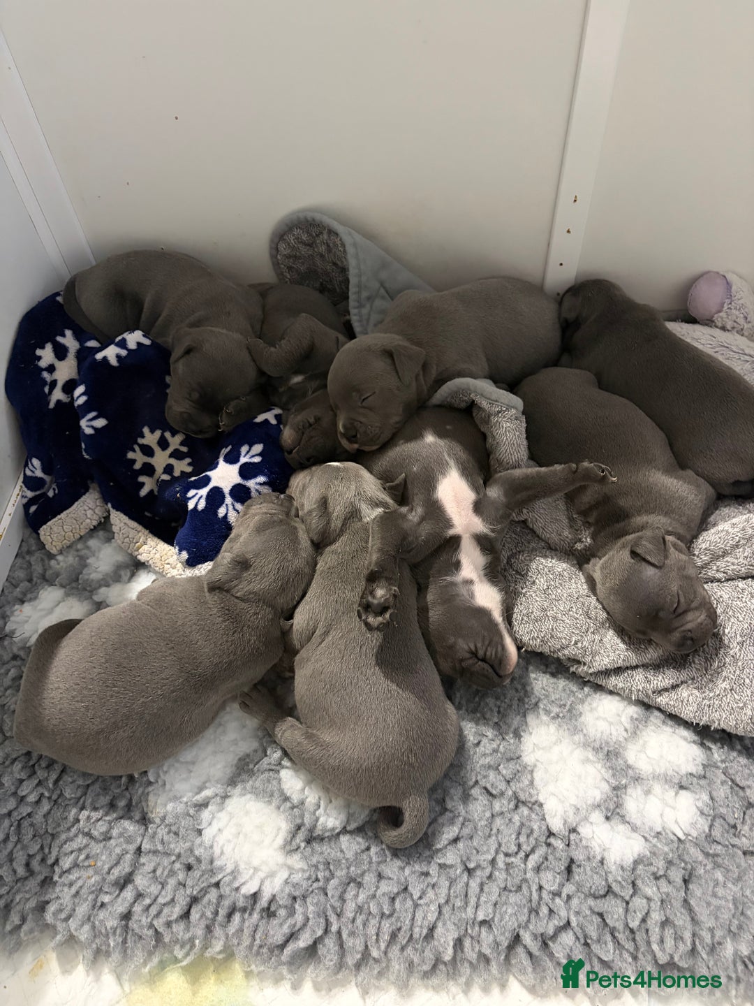 Staffordshire Bull Terrier dogs for sale: Pure Pedigree Blue Staffie Pups - Advert 4