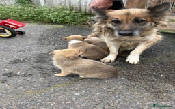 Mixed Breed dogs for sale:  German Shepherd x collie puppies for sale         - Image 7