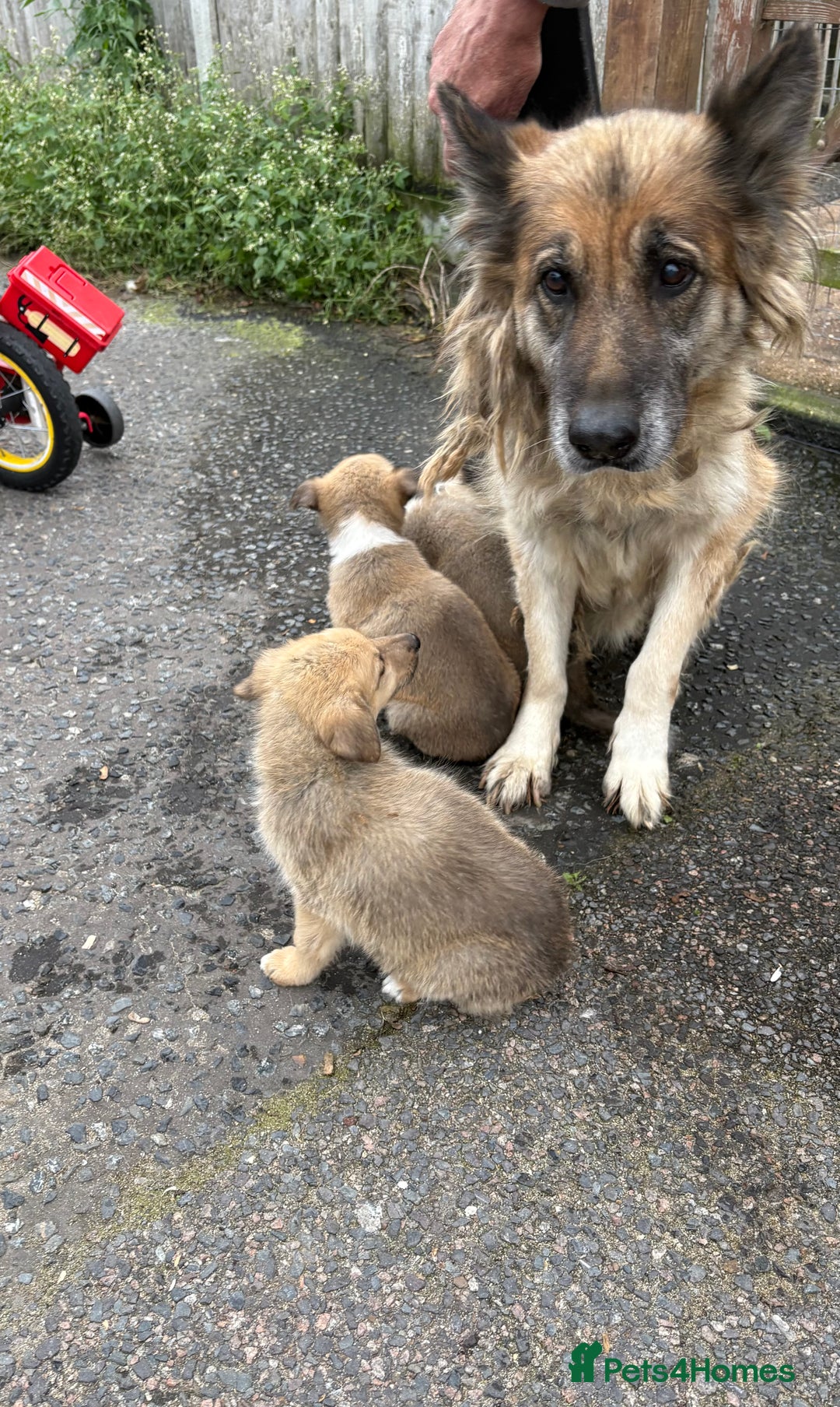 Mixed Breed dogs for sale:  German Shepherd x collie puppies for sale         - Image 7