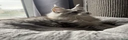 Maine Coon cats for sale: 🐾Three Beautiful Pedigree Maine Coon Boys🐾 - Advert 16