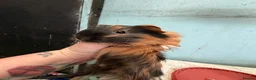Guinea Pig rodents for sale: 5 female guinea pigs  - Advert 4