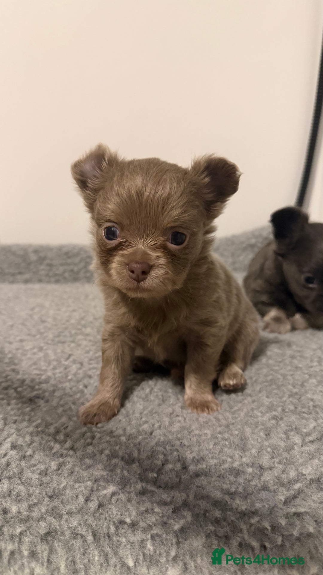 Chihuahua dogs for sale: Stunning Chihuahua Puppies ⭐️ - Advert 26