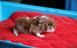 Guinea Pig rodents for sale: Peruvian long haired Babies - Advert 11