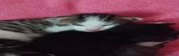 Mixed Breed cats for sale: Gorgeous Bengal x kittens for sale. - Advert 12