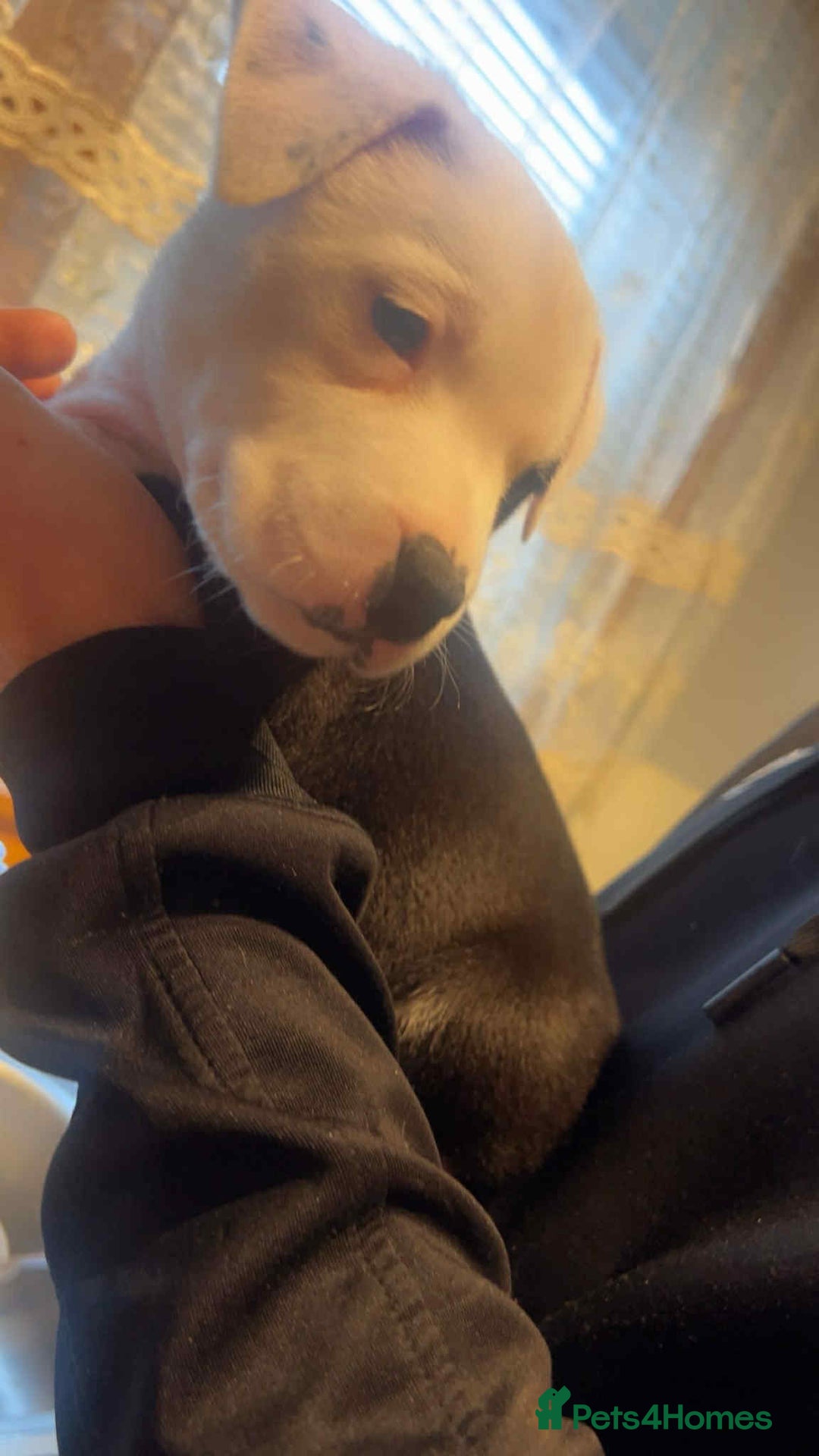 Staffordshire Bull Terrier dogs for sale: For sale staffy female  - Image 6