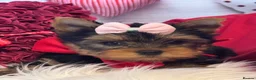 Yorkshire Terrier dogs for sale: ‼️REDUCED PRICE‼️QUALITY KC REG Yorkshire Terrier - Advert 11