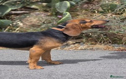 Mixed Breed dogs for adoption: Oscar deserves the best home  - Image 7
