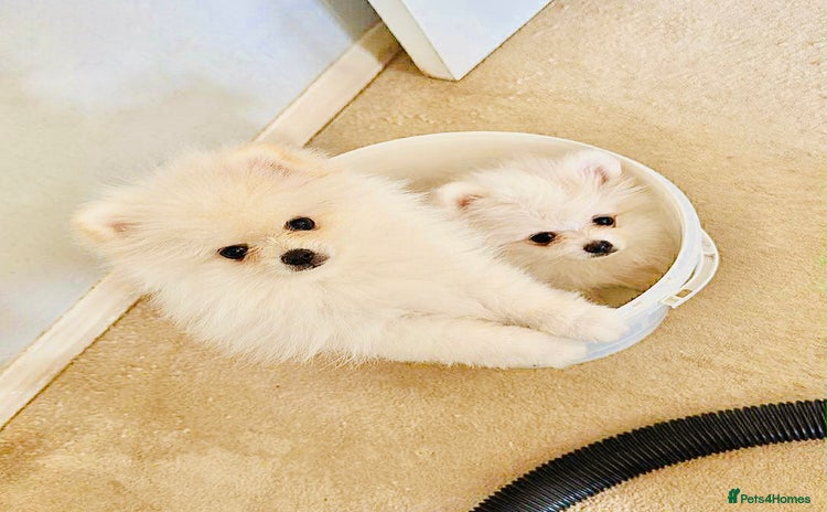 Pomeranian dogs - Advert 6