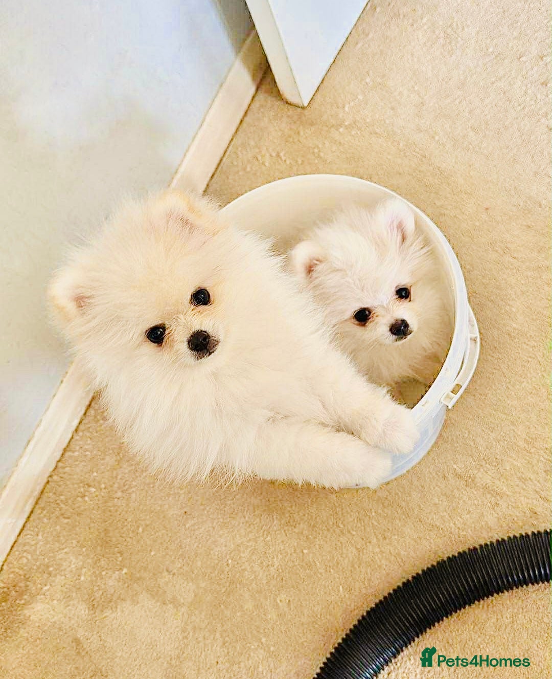 Pomeranian dogs for sale: Your little Pomeranian friend  - Image 1