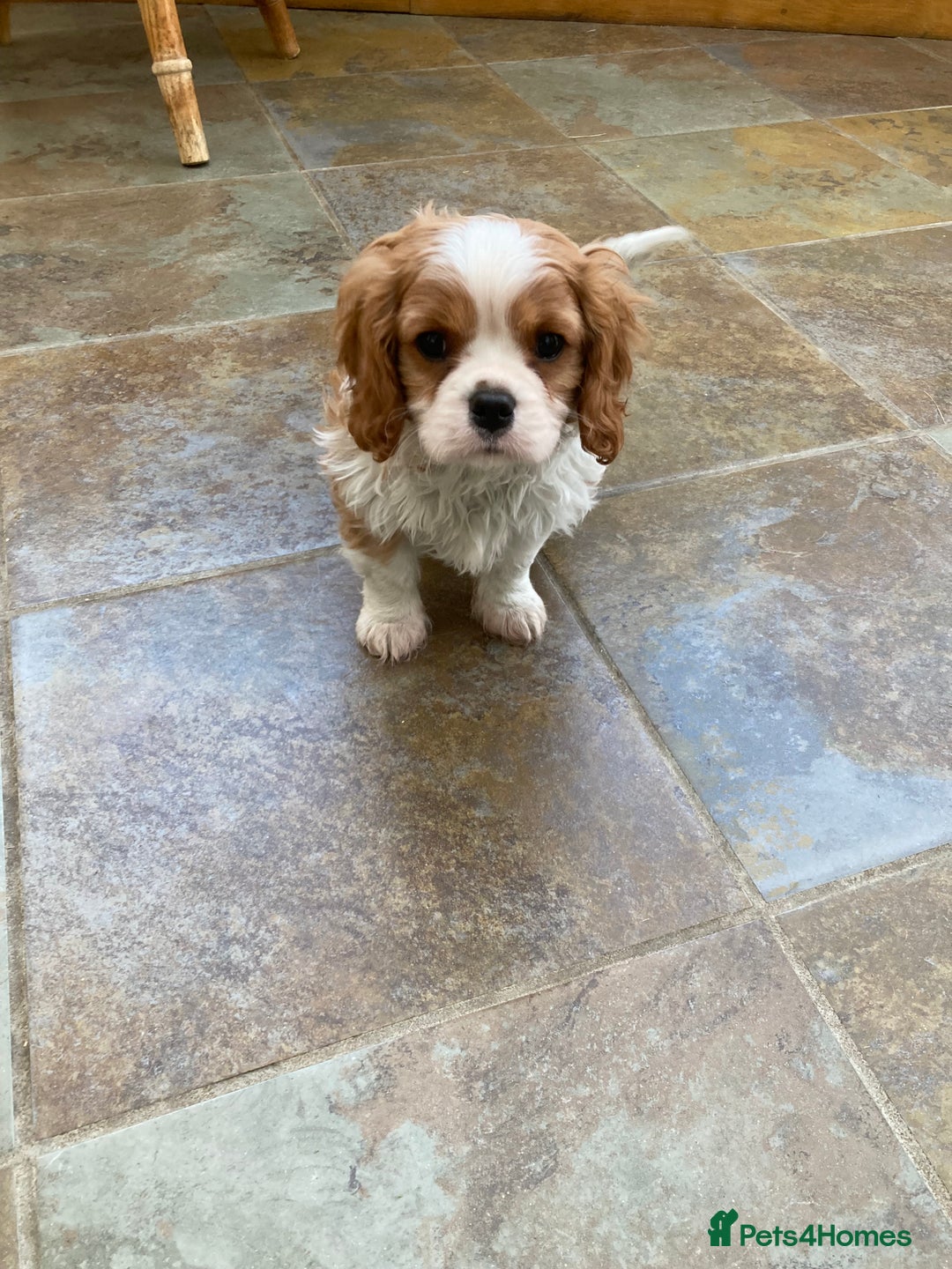 Cavalier King Charles Spaniel dogs for sale: Super KC blenheim pups - health tested parents - Advert 15