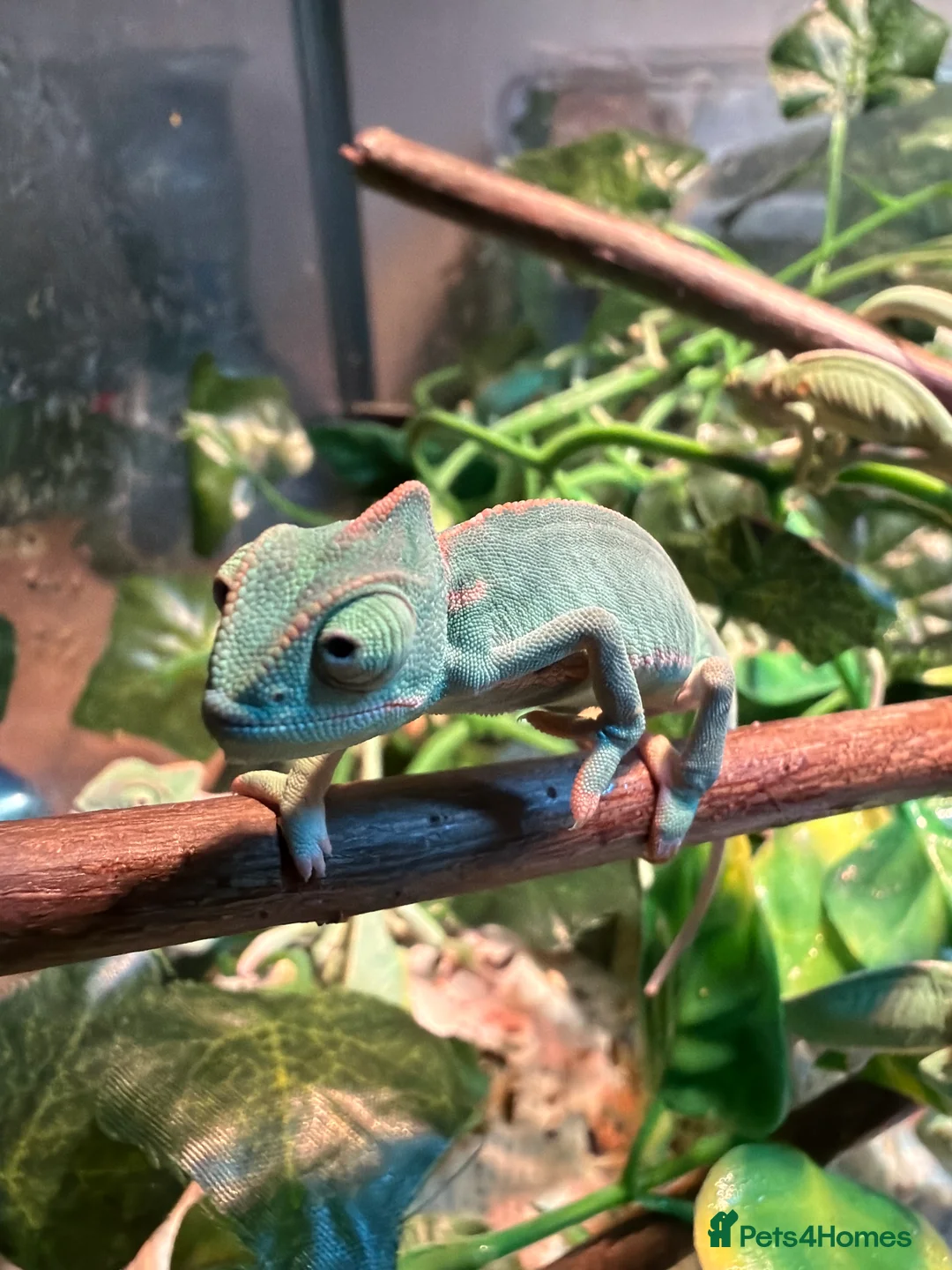 Chameleon reptiles for sale: Baby Yemen Chameleons - Advert 2