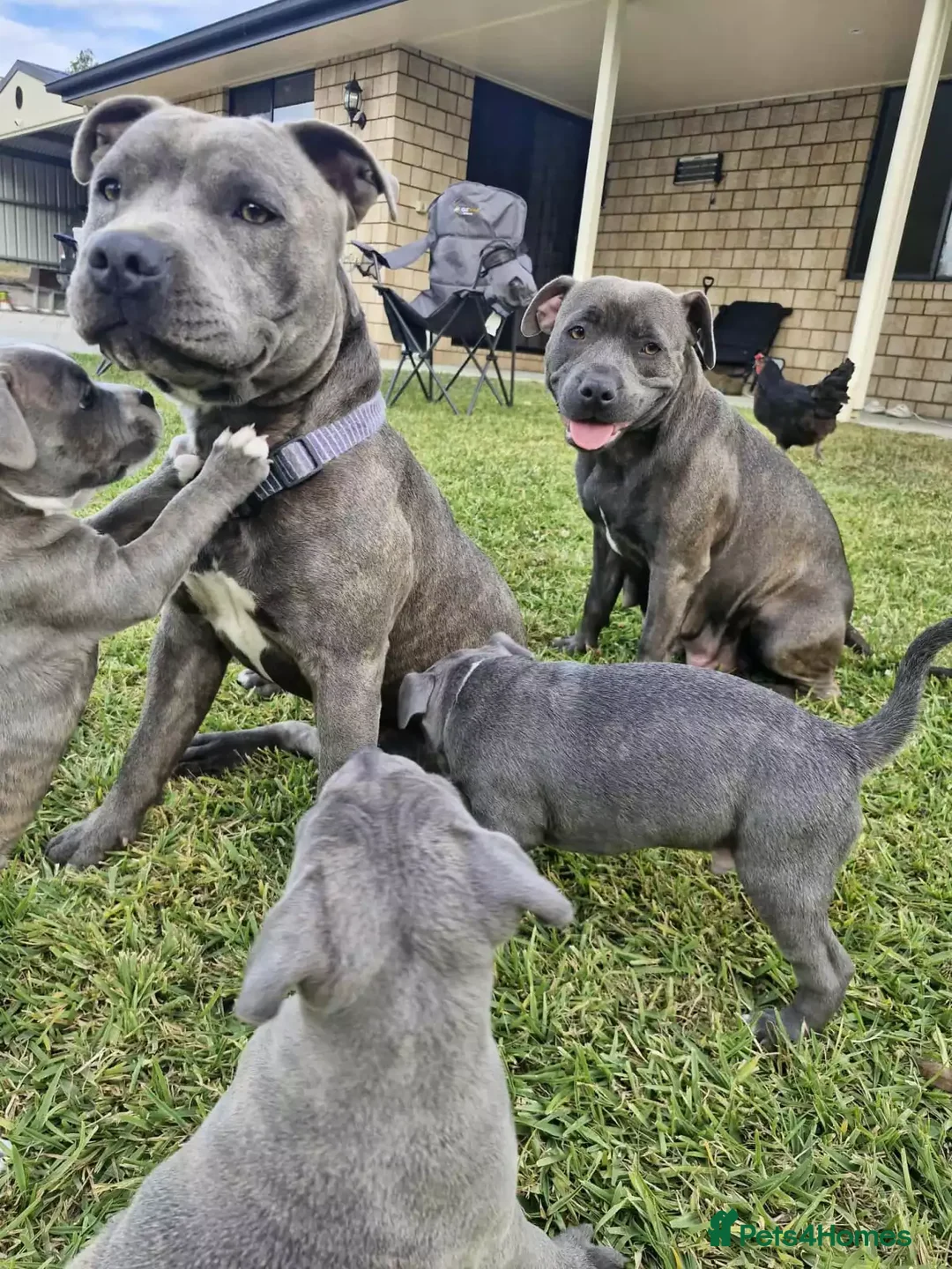 Staffordshire Bull Terrier dogs for sale: Staffordshire Bull Terrier  for sale  in Paisley - Advert 8