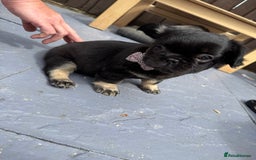French Bulldog dogs for sale: Fluffy ** frenchies  - Image 21