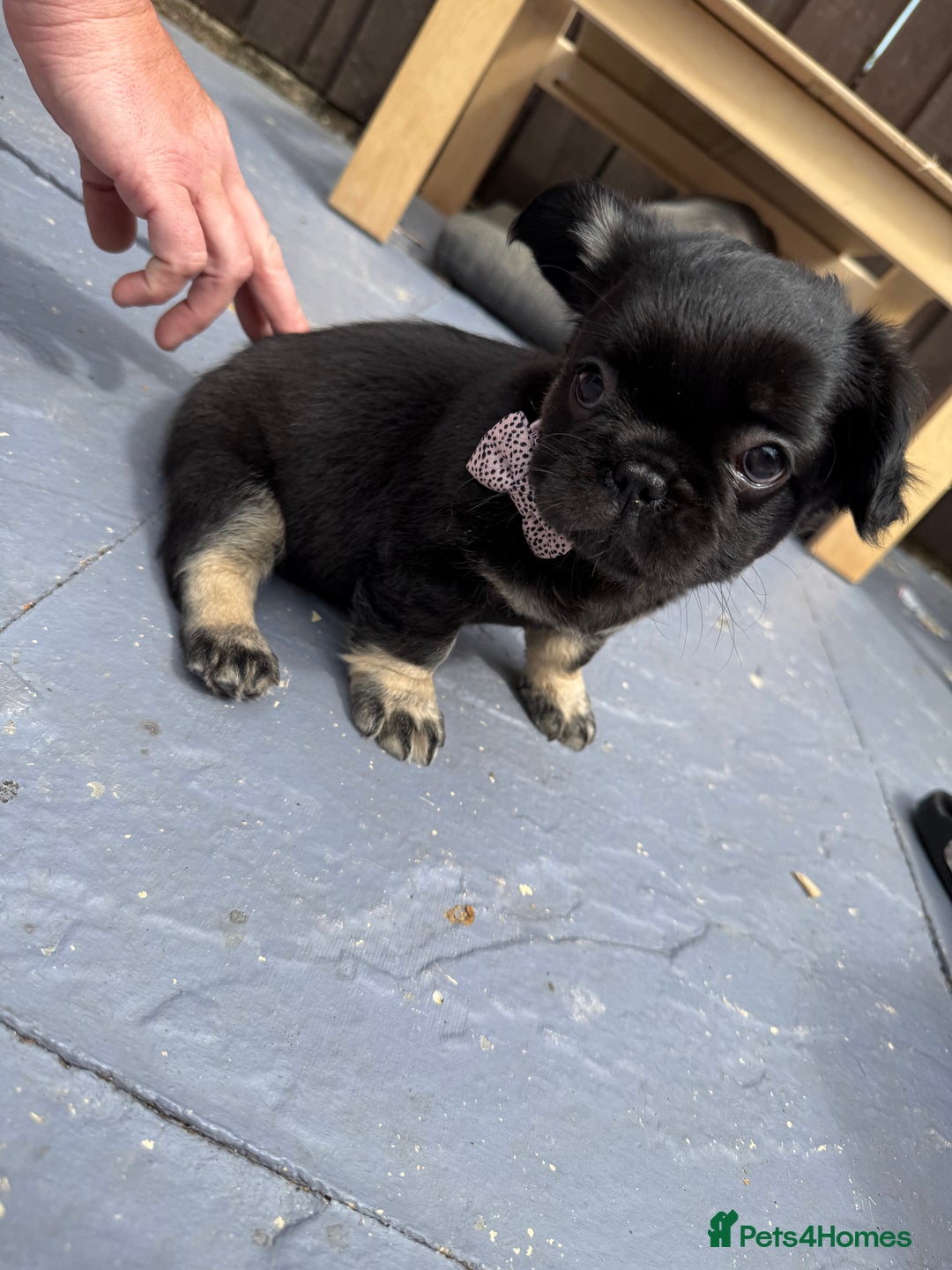 French Bulldog dogs for sale: Fluffy ** frenchies  - Image 21