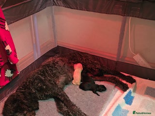 Labradoodle dogs Adorable Labradoodle puppies - Advert 1