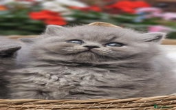British Longhair cats for sale: GCCF Longhair Show Quality Champion! - Image 3