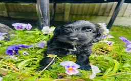 Cockapoo dogs for sale: Exceptional F2 cockapoo puppies available - Image 6