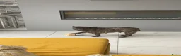 French Bulldog dogs for stud: French bulldog stud  - Advert 5