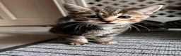 Mixed Breed cats for sale: 5 x female kittens available  - Advert 5