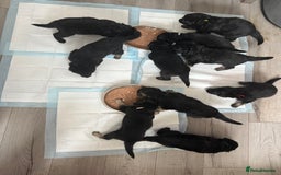 German Shepherd dogs for sale: Beautiful German Shepherd puppies  - Advert 13