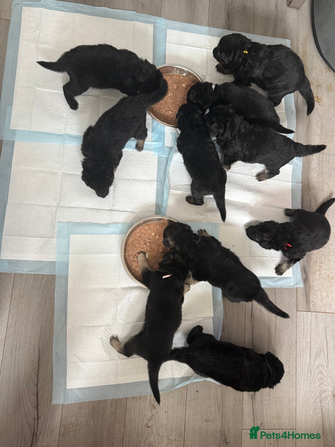 German Shepherd dogs for sale: Beautiful German Shepherd puppies  - Advert 13