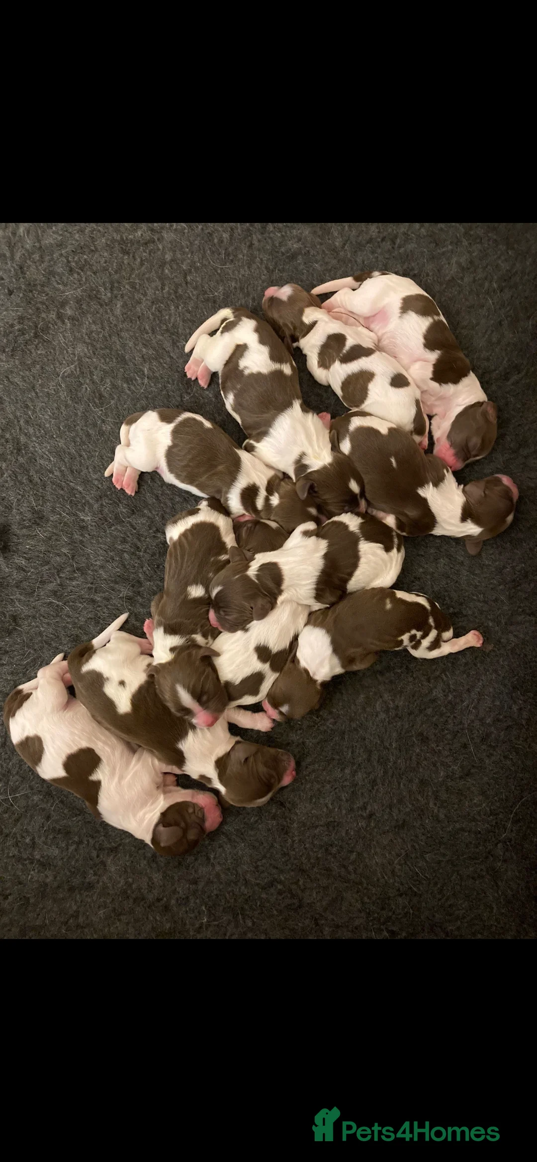 English Springer Spaniel dogs for stud: Working English Springer Spaniel Stud Health Test in Chelmsford - Advert 35