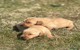 Goldador dogs for sale: Fox red goldador puppies ❤️ - Image 8