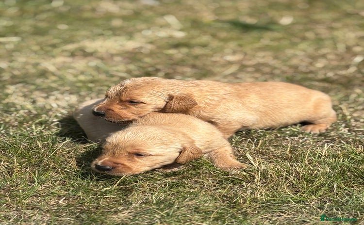 Goldador dogs - Advert 1