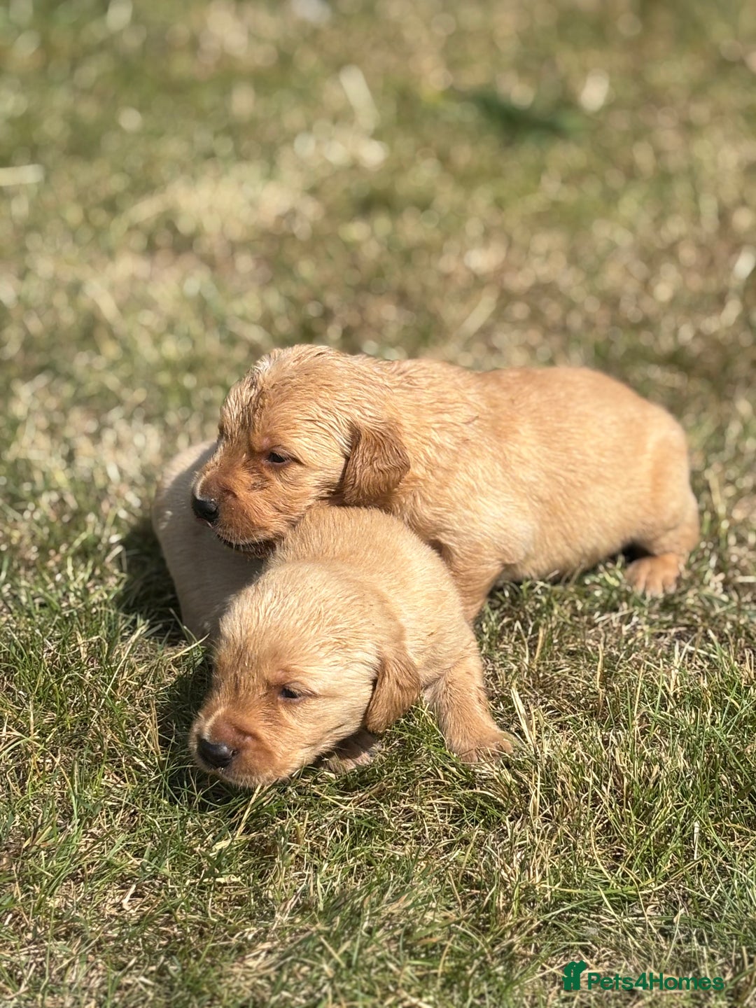 Goldador dogs for sale: Fox red goldador puppies ❤️ - Image 8