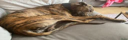 Lurcher dogs for sale: Beautiful 1 year old boy in Cradley Heath - Advert 4