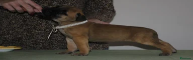 Bullmastiff Puppy 3