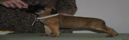 Bullmastiff dogs for sale: Bullmastiff puppies available for new homes... - Advert 4