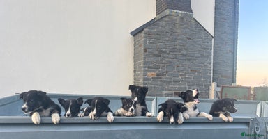 Border Collie dogs - Advert 7