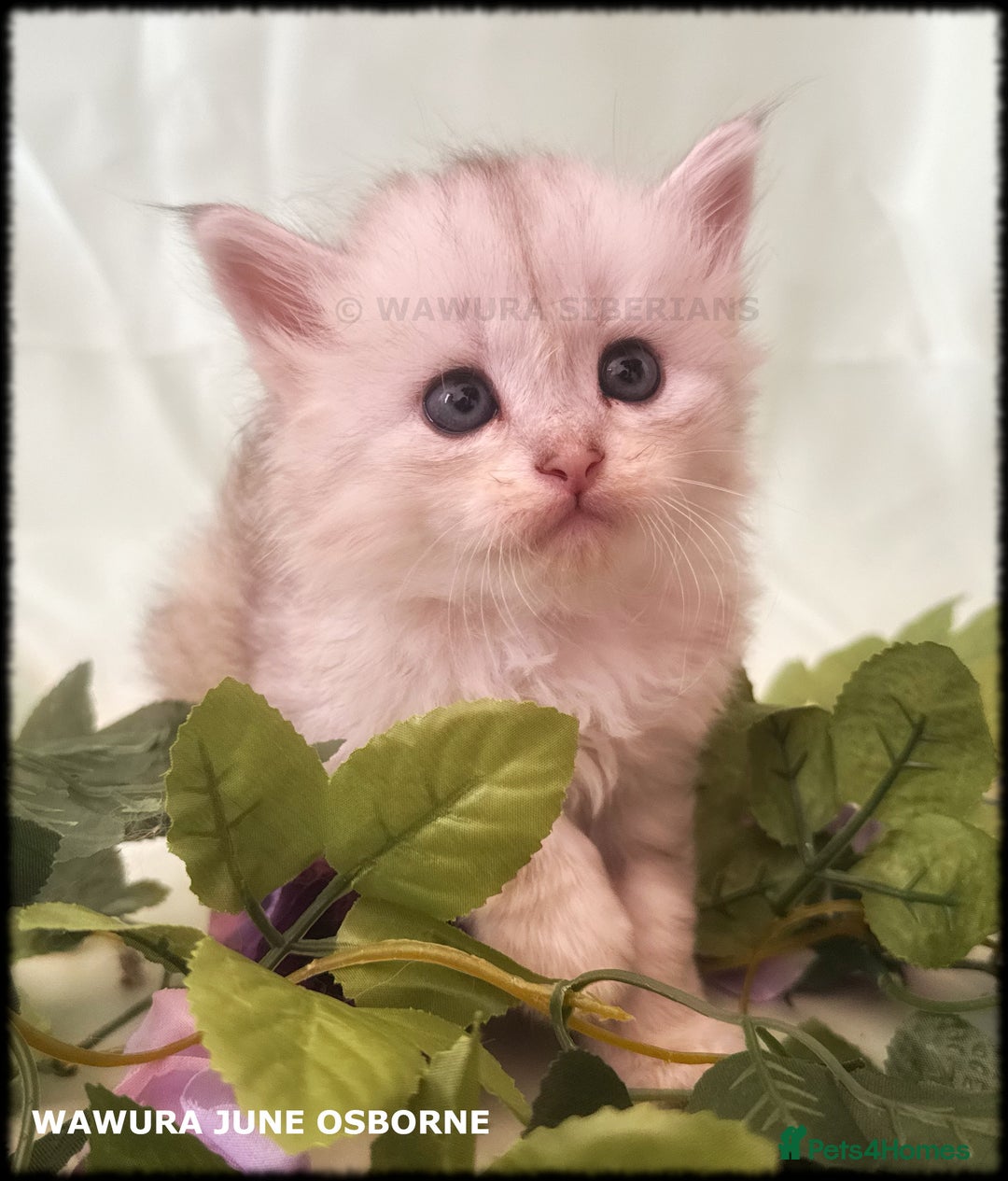 Siberian cats for sale: Siberian Kittens Available for Reservation!  - Image 7