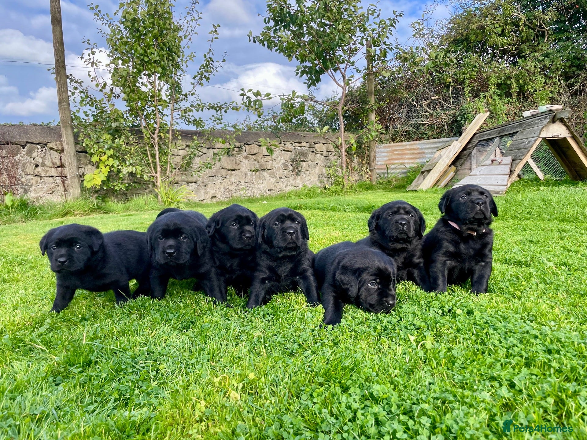 Labrador Retriever dogs Beautiful Black Labrador Puppies  - Advert 4