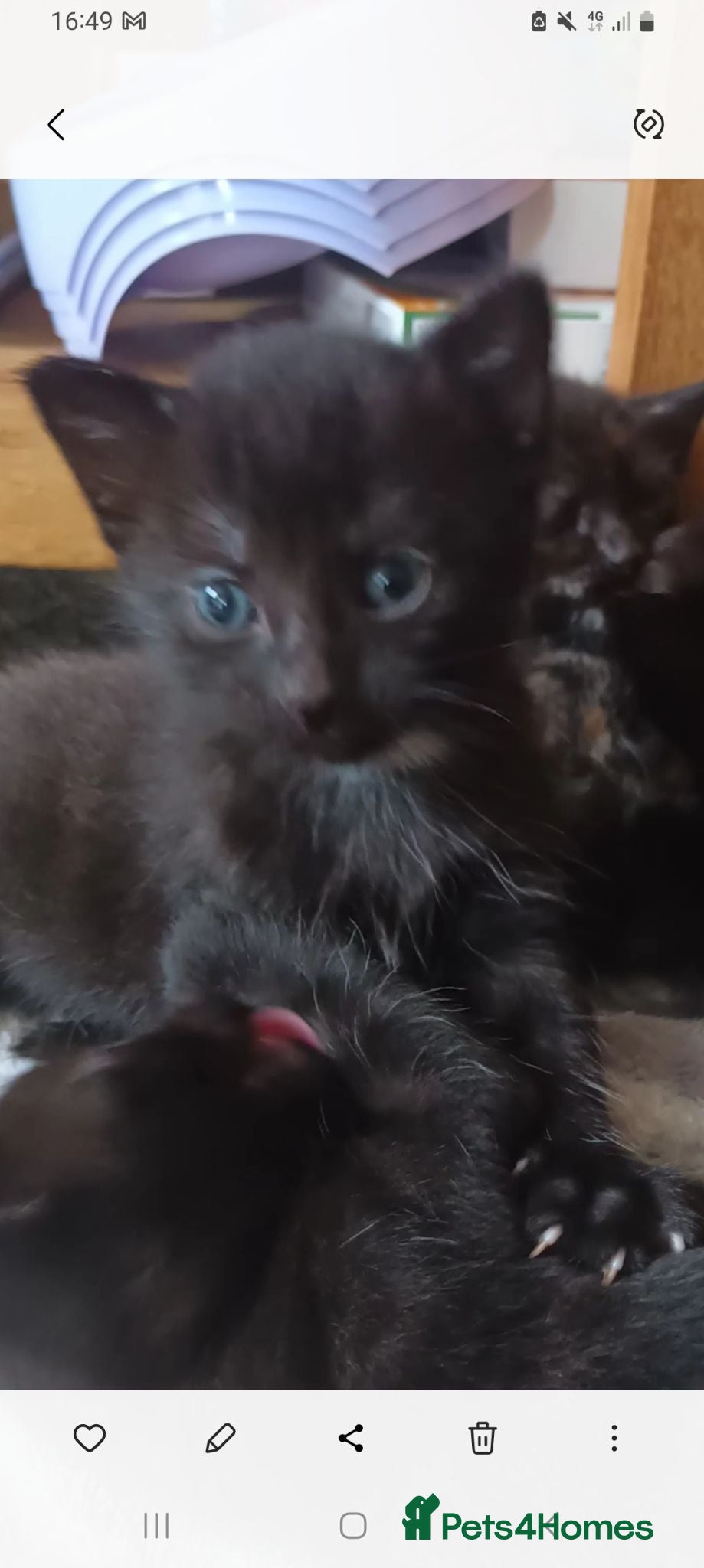 Mixed Breed cats kittens ready 25th Aug beautiful mixed colours - Advert 1