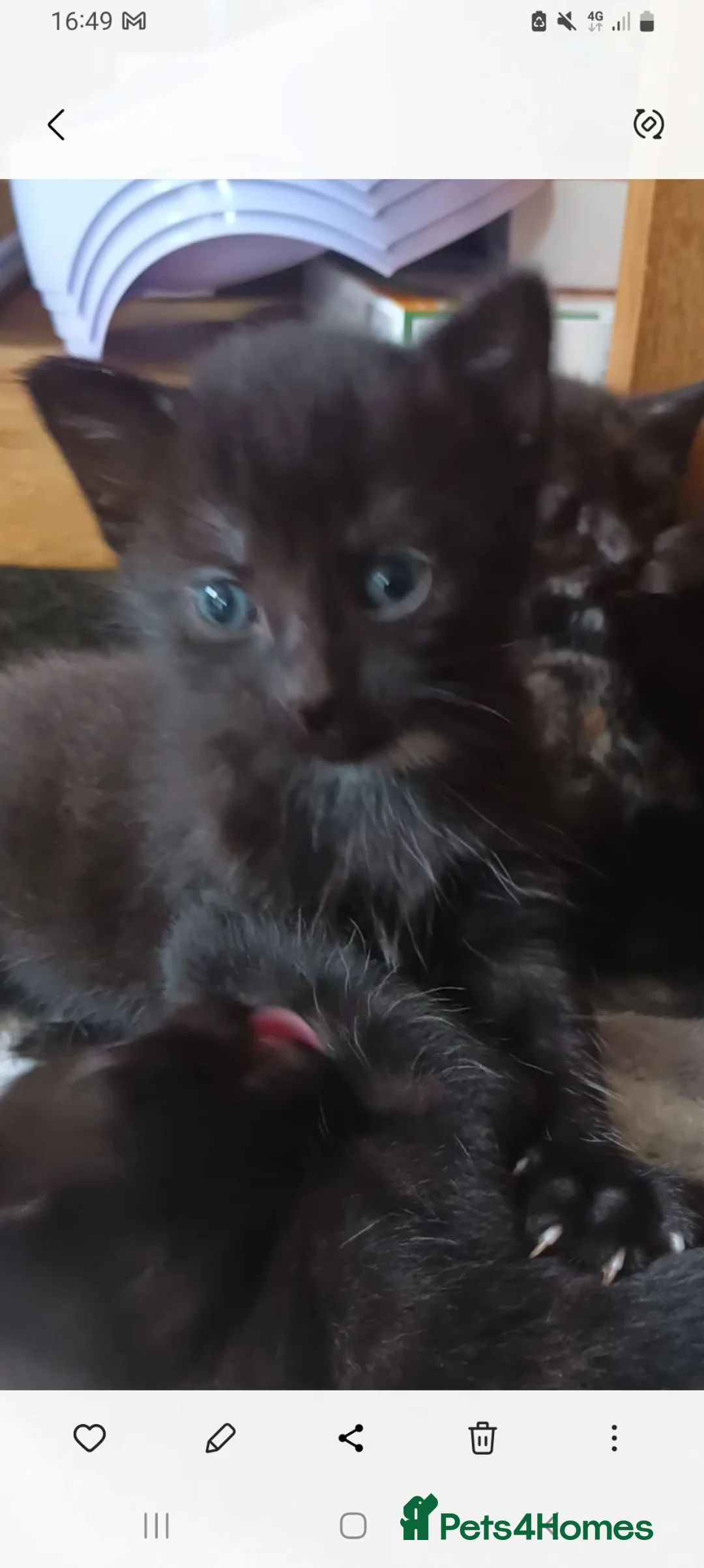 Mixed Breed cats for sale: kittens ready 25th Aug beautiful mixed colours - Advert 1