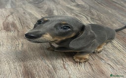 Dachshund dogs for sale: 🩶Silver miniature dachshunds litter READY TO GO🩶 - Image 13