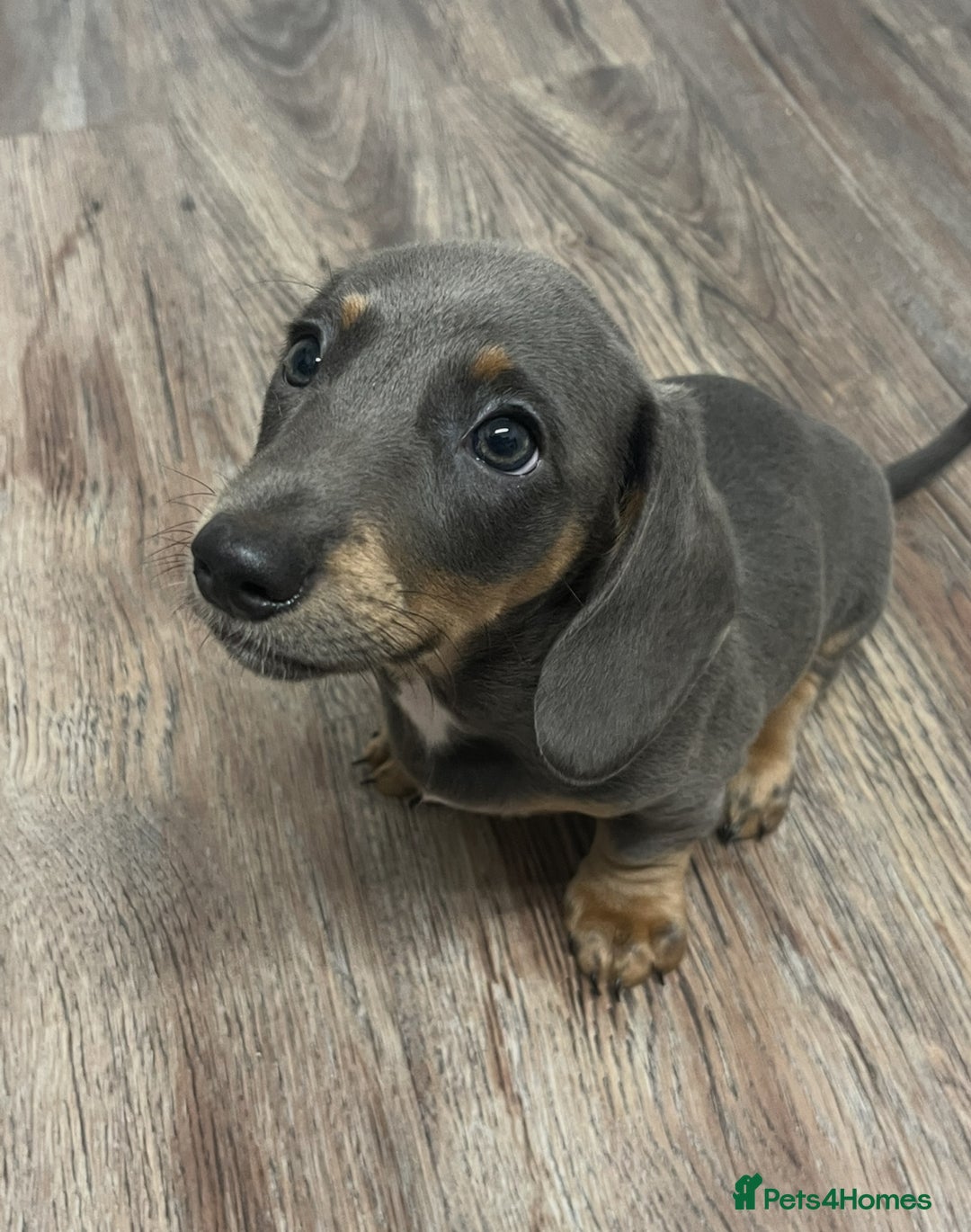 Dachshund dogs for sale: 🩶Silver miniature dachshunds litter READY TO GO🩶 - Image 13