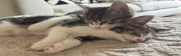 Mixed Breed cats for sale: 4 boy kittens  - Advert 12