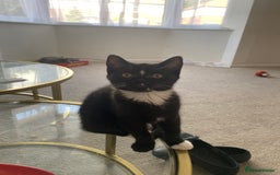 Mixed Breed cats for sale: ✨ Last 3 Adorable Mixed British Shorthair ✨ - Image 5