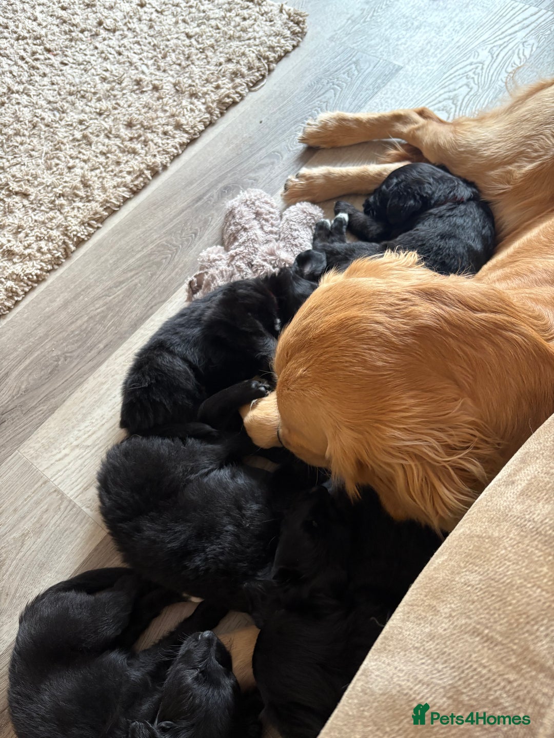 Mixed Breed dogs for sale: 5 Stunning Border Retrievers  - Image 20