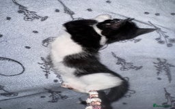 Mixed Breed cats for sale: 4 beautiful maincoon cross kittens 3 BOYS 1 GIRL - Image 3