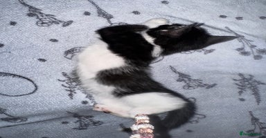 Mixed Breed cats - Advert 7