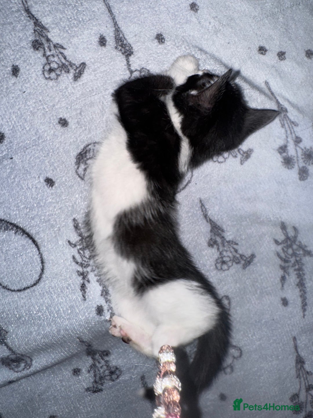 Mixed Breed cats for sale: 4 beautiful maincoon cross kittens 3 BOYS 1 GIRL - Image 3