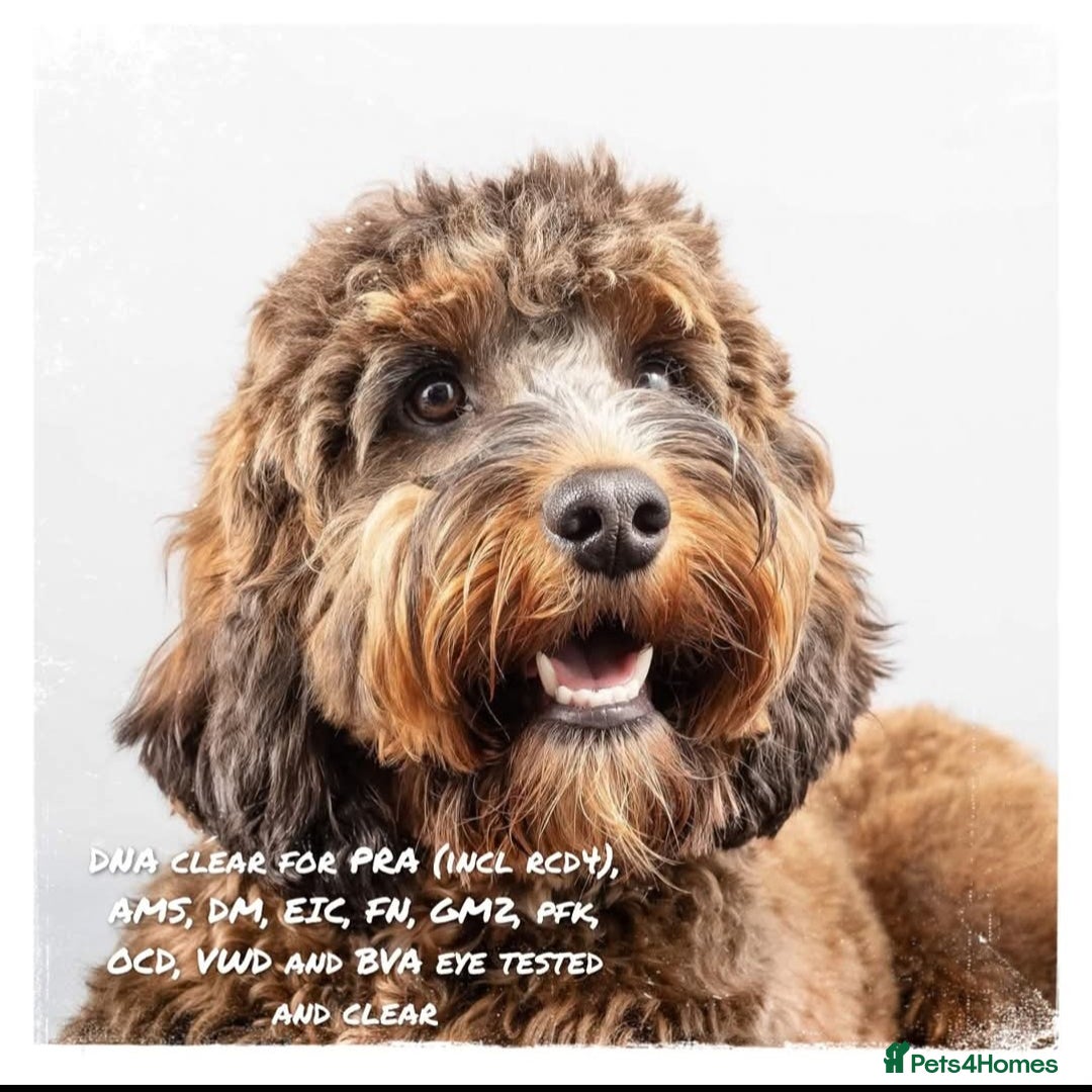 Cockapoo dogs for sale: Cockapoo Puppies - Image 12