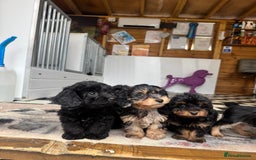 Mixed Breed dogs for sale: Daxiepoos (council licensed breeders) - Image 18