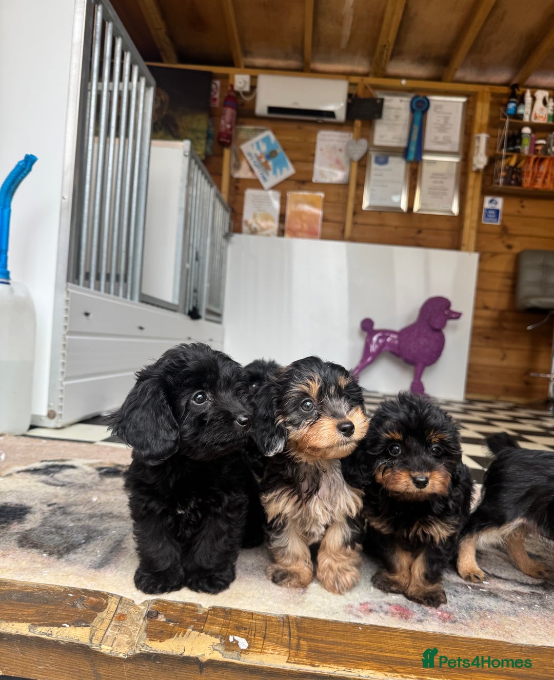 Mixed Breed dogs for sale: Daxiepoos (council licensed breeders) - Image 18