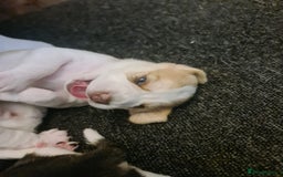 Beagle dogs for sale: Loyal Beagle Puppies Leaving Soon. - Image 7